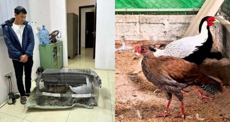 Vụ án nuôi gà lôi: Quy trình kháng nghị phúc thẩm như thế nào?