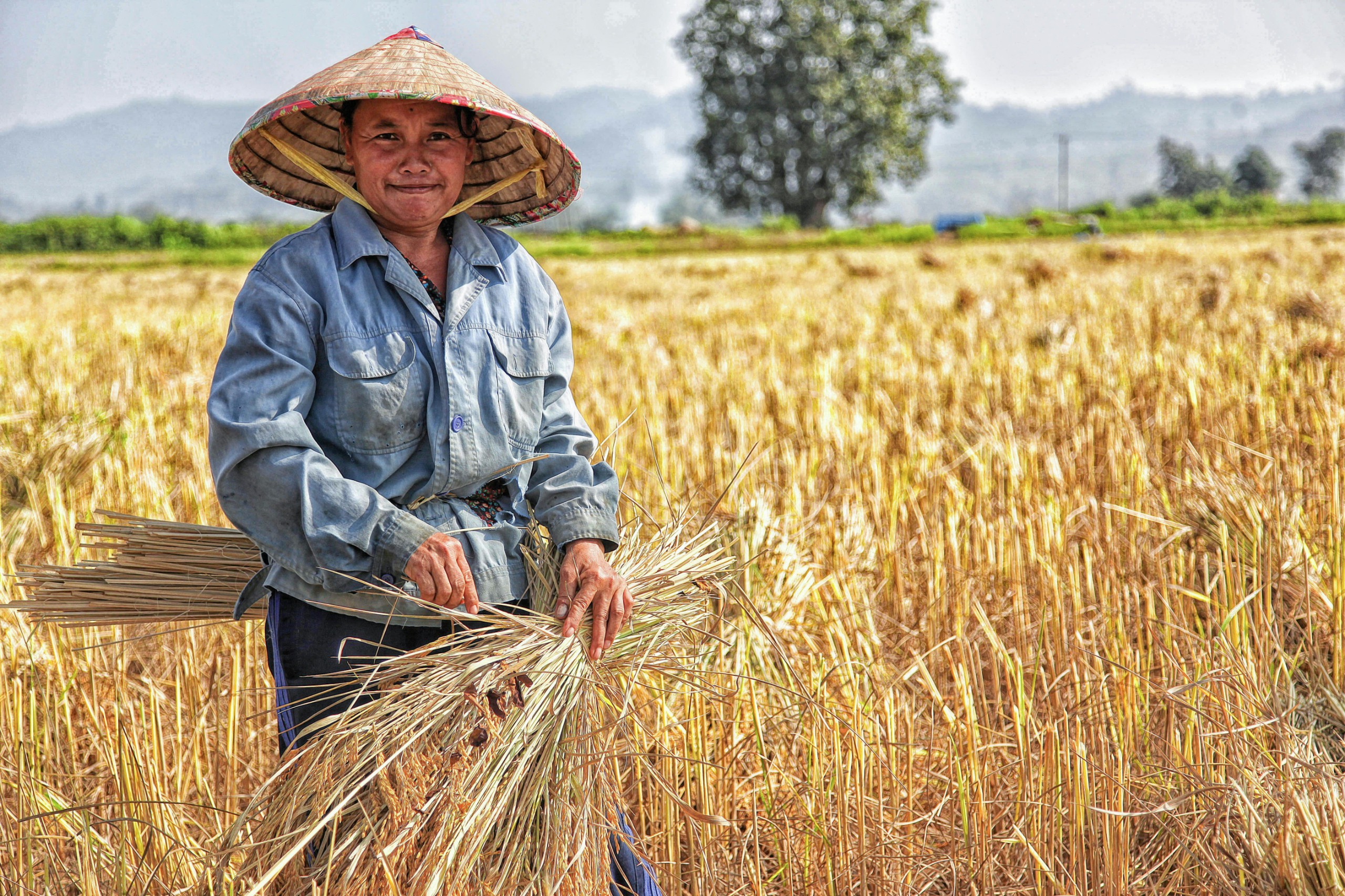người dân thu hoạch lúa